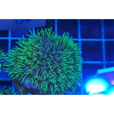 珊瑚 サンゴ スターポリプ グリーン サイズ6ｃｍ前後 画像の生体をお届けいたします Starpolip07 お魚倉庫 通販 Yahoo ショッピング