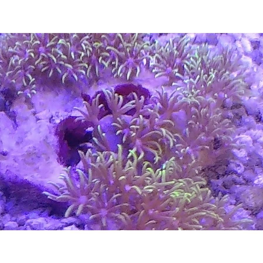 珊瑚 サンゴ スターポリプ ノーマル サイズ6ｃｍ前後 画像の生体をお届けいたします 画像の1 3枚目はコーラルレンズ使用 Starpolip07 お魚倉庫 通販 Yahoo ショッピング