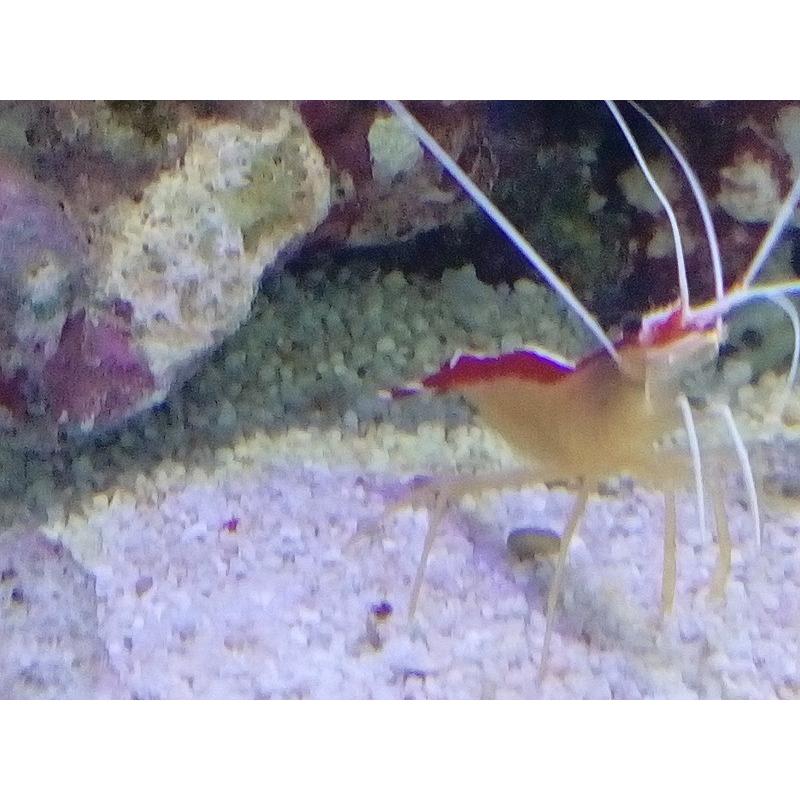 スカンクシュリンプ ３ ５cm前後 餌付け済み Sukanku01 お魚倉庫 通販 Yahoo ショッピング