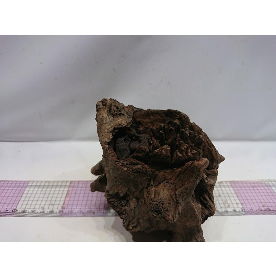 切り株流木 スタンプウッド Sサイズ 13cm 一点もの Sws02 お魚倉庫 通販 Yahoo ショッピング