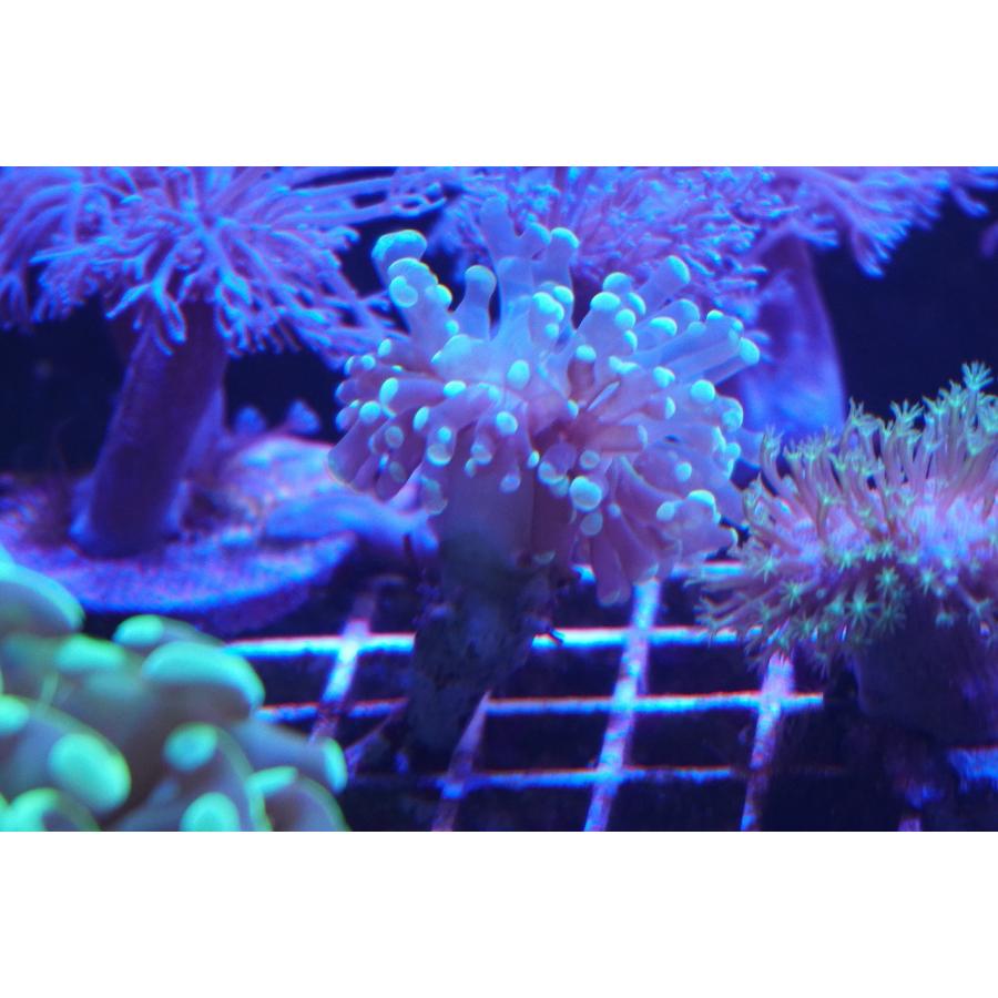 ホンタコ コエダナガレハナサンゴ グリーン美 10cm前後 画像の生体をお届けいたします Takoashi01 お魚倉庫 通販 Yahoo ショッピング