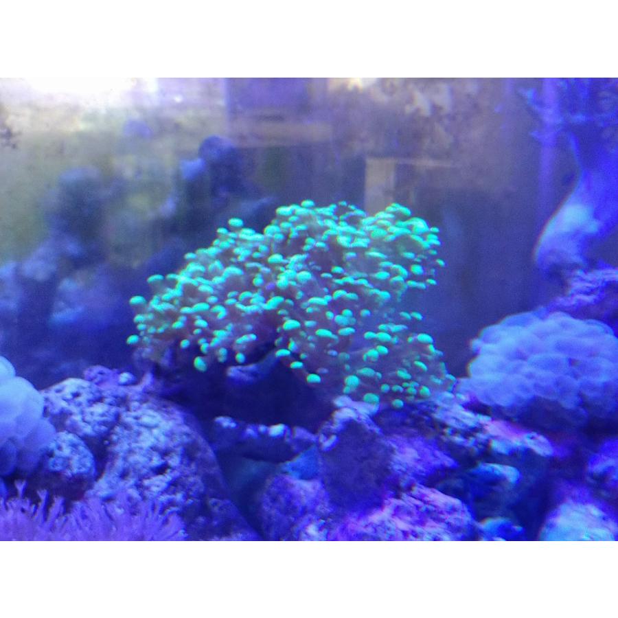 ホンタコ コエダナガレハナサンゴ グリーン美 10cm前後 画像の生体をお届けいたします Takoashi01 お魚倉庫 通販 Yahoo ショッピング