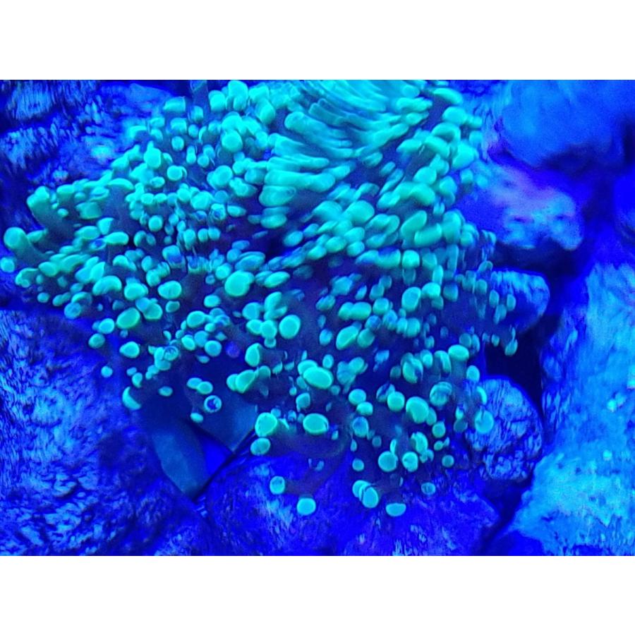 ホンタコ コエダナガレハナサンゴ グリーン美 10cm前後 画像の生体をお届けいたします Takoashi01 お魚倉庫 通販 Yahoo ショッピング