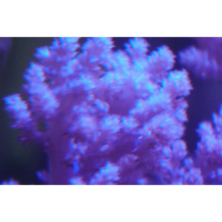 サンゴ（スジチヂミトサカ、タコアシサンゴ、キクメイシなど）