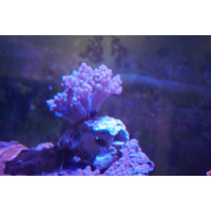 珊瑚（サンゴ）スジチヂミトサカ 10cm前後 画像の生体をお届けいたします。｜osakanasouko｜02