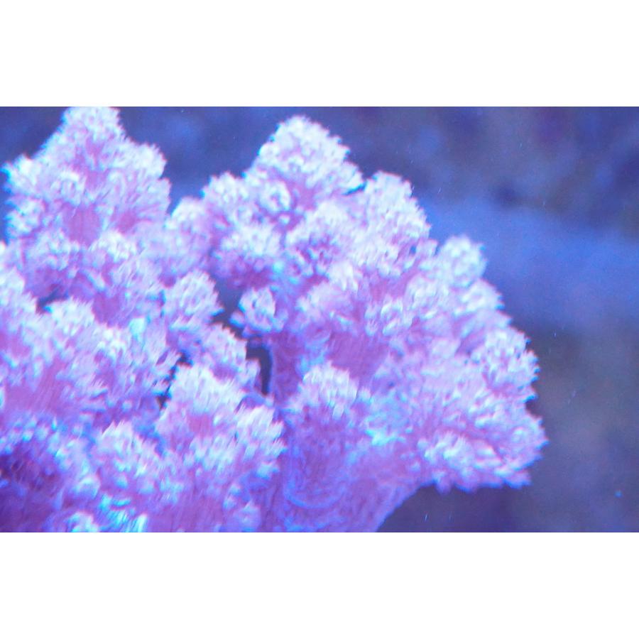 珊瑚（サンゴ）スジチヂミトサカ 10cm前後 画像の生体をお届けいたします。｜osakanasouko｜04