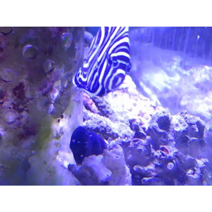 ウズマキ タテジマキンチャクダイ幼魚 10cm前後 粒餌 餌付け済み 画像の生体です Uzumaki01 お魚倉庫 通販 Yahoo ショッピング
