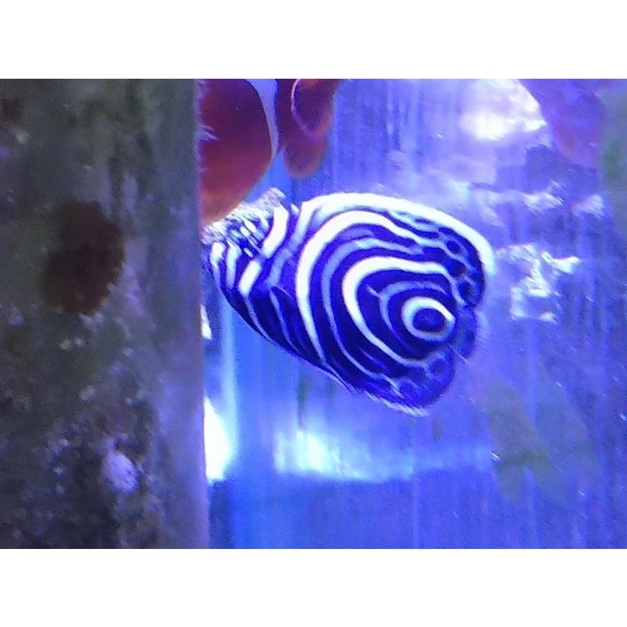 ウズマキ タテジマキンチャクダイ幼魚 10cm前後 粒餌 餌付け済み 画像の生体です Uzumaki01 お魚倉庫 通販 Yahoo ショッピング