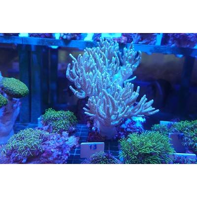 珊瑚 サンゴ ヤナギカタトサカ 薄グリーン 15ｃｍ前後 画像の生体をお届けいたします Yanagikata01 お魚倉庫 通販 Yahoo ショッピング