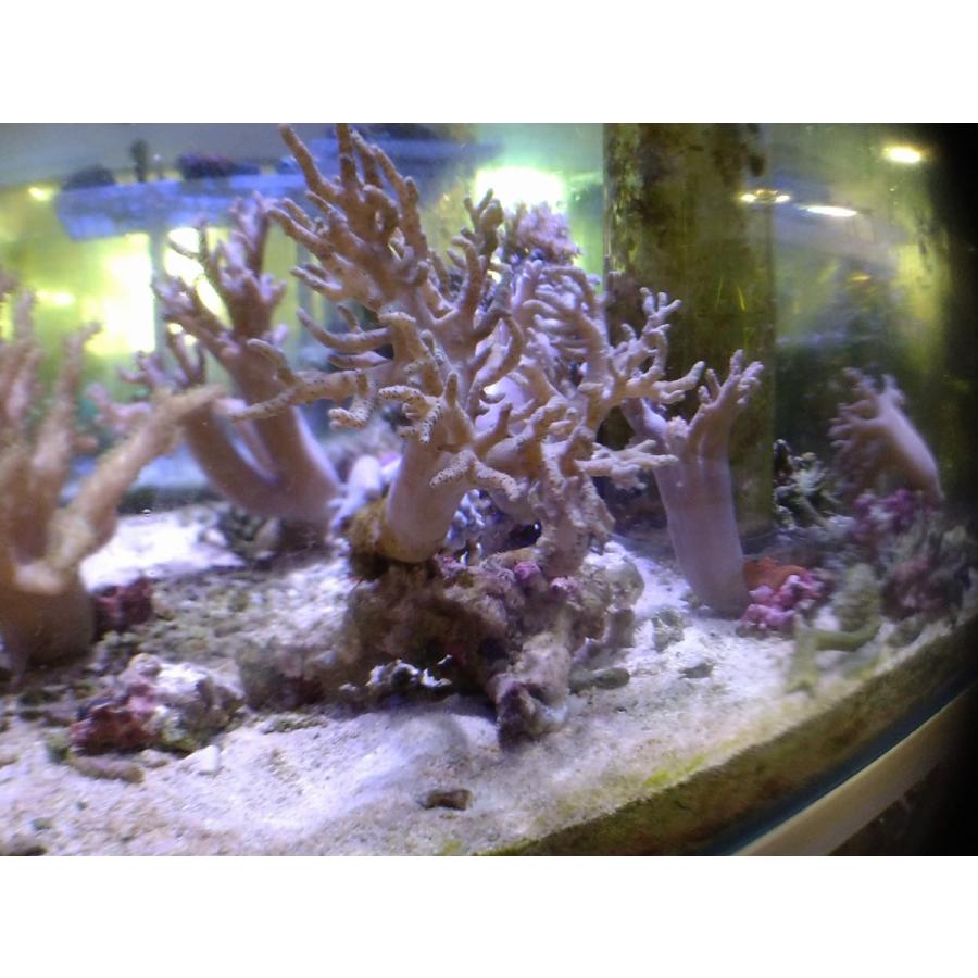 珊瑚 サンゴ ヤナギカタトサカ グリーン 15ｃｍ前後 画像の生体をお届けいたします Yanagikata01 お魚倉庫 通販 Yahoo ショッピング