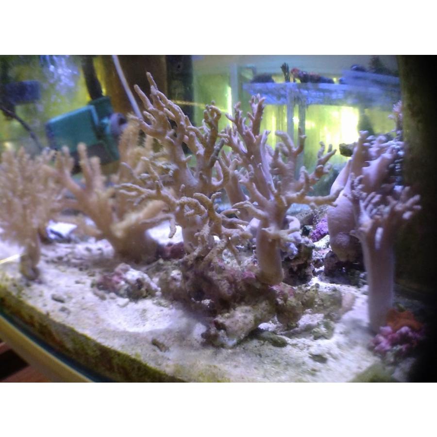 珊瑚 サンゴ ヤナギカタトサカ 薄グリーン 15ｃｍ前後 画像の生体をお届けいたします Yanagikata01 お魚倉庫 通販 Yahoo ショッピング