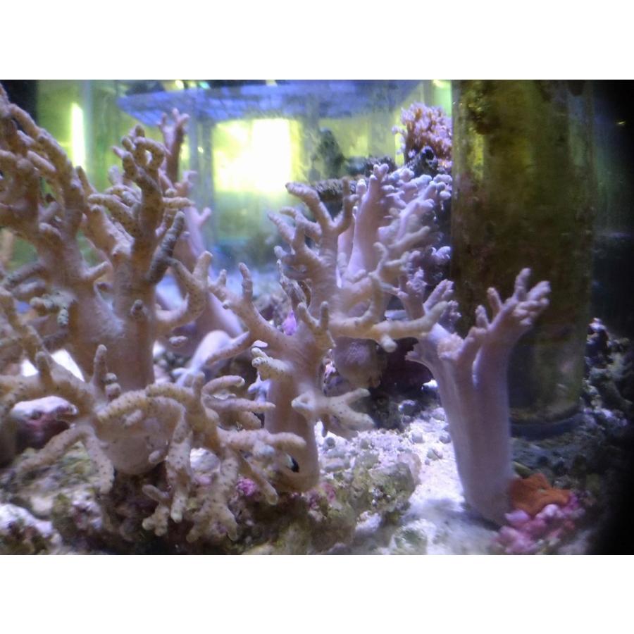 珊瑚 サンゴ ヤナギカタトサカ 薄グリーン 15ｃｍ前後 画像の生体をお届けいたします Yanagikata01 お魚倉庫 通販 Yahoo ショッピング