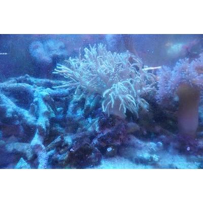 珊瑚 サンゴ ヤナギカタトサカ 薄グリーン 15ｃｍ前後 画像の生体をお届けいたします Yanagikata02 お魚倉庫 通販 Yahoo ショッピング