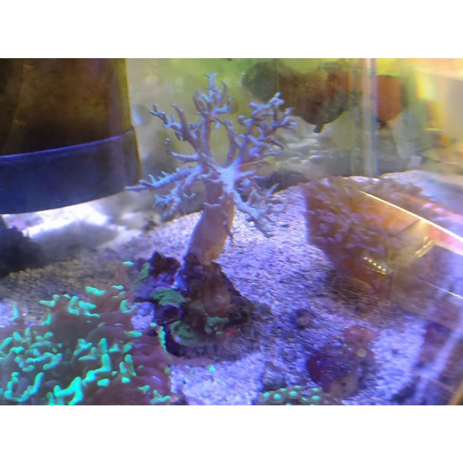珊瑚 サンゴ ヤナギカタトサカ 薄グリーン 15ｃｍ前後 画像の生体をお届けいたします Yanagikata02 お魚倉庫 通販 Yahoo ショッピング