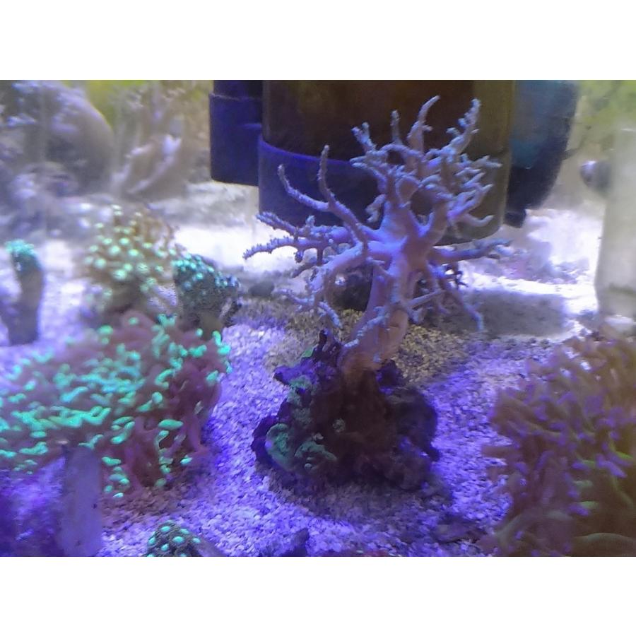 珊瑚 サンゴ ヤナギカタトサカ 薄グリーン 15ｃｍ前後 画像の生体をお届けいたします Yanagikata02 お魚倉庫 通販 Yahoo ショッピング