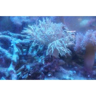 ヤナギカタトサカ  20ｃｍ前後　画像の生体をお届けいたします。アクリル水槽の細かい傷で見にくくてすいません。