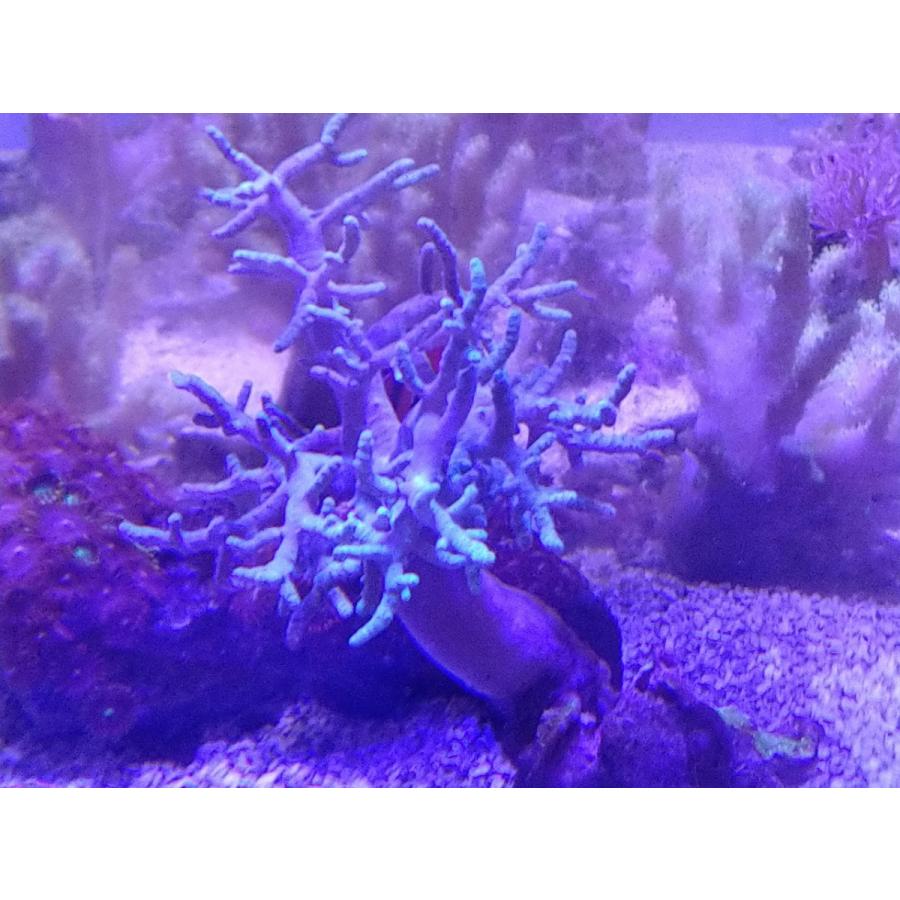 驚きの値段で 海水魚 貝 シッタカ貝 バテイラ ｓサイズ コケの掃除 １匹 Fech Cl