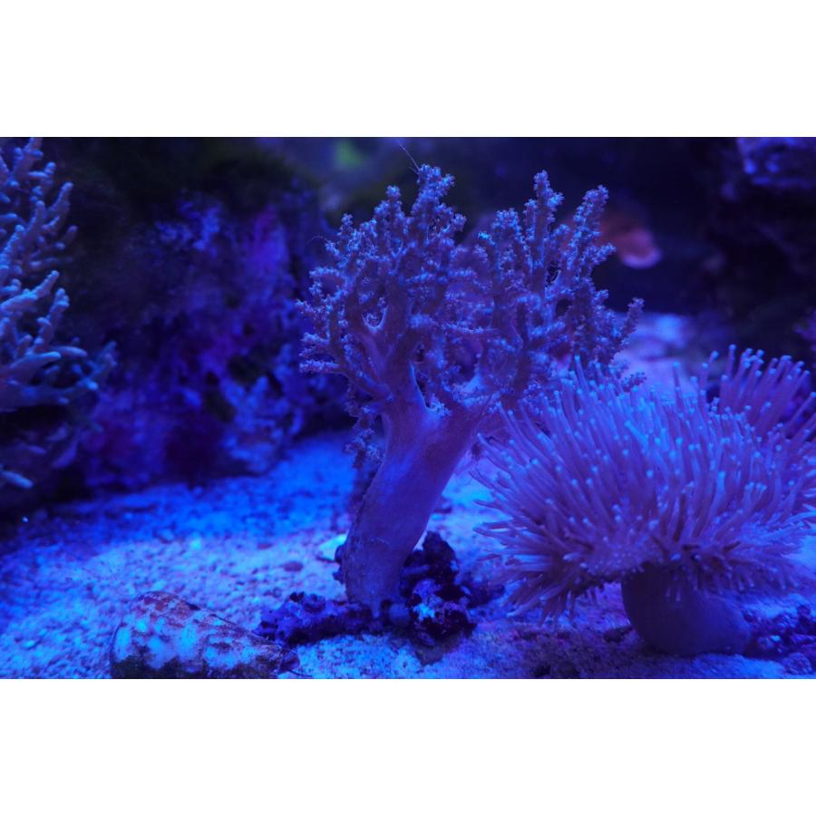 珊瑚 サンゴ ヤナギカタトサカ 12ｃｍ前後 画像の生体をお届けいたします Yanagikata05 お魚倉庫 通販 Yahoo ショッピング