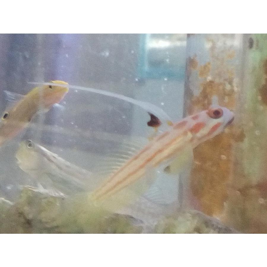 ヤシャハゼ ５cm前後 餌 メガバイト 付け済 Yasyahaze01 お魚倉庫 通販 Yahoo ショッピング