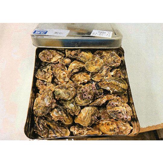 広島県産 生牡蠣 釣りエサ用 3kg 約81個 水産会社より直送冷蔵配達
