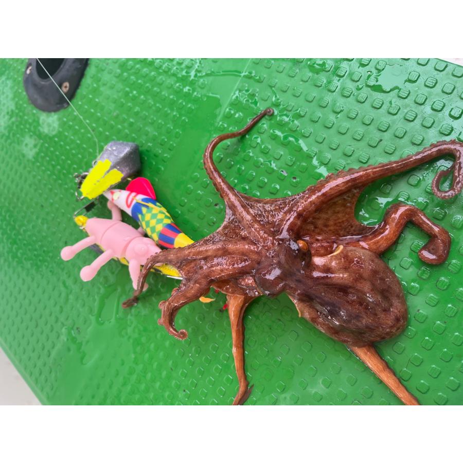 エギ26個セット ve-65_ah-scaled.jpg