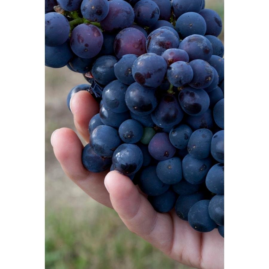 Cattier キャティア ブランドブラン 750ml 正規品 Blanc de blanc