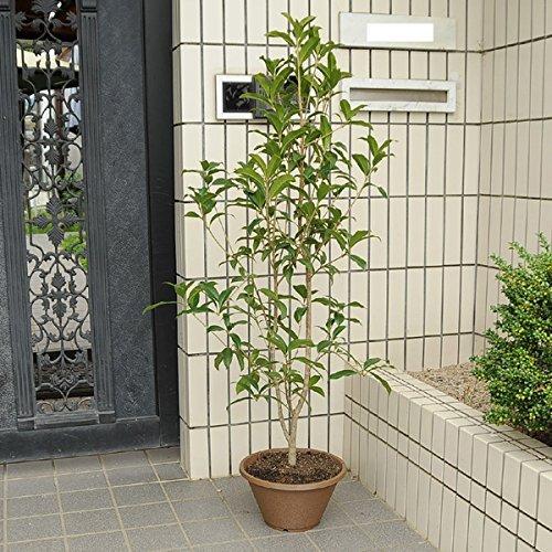 庭樹盆栽 金木犀 キンモクセイ 鉢植え 佐川急便発送 A B014uoa8qc オーエスシー 通販 Yahoo ショッピング
