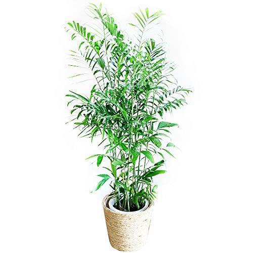 最新作売れ筋が満載 観葉植物のパーフェクトグリーン チャメドレア 本物 大サイズ 尺鉢 大きい オシャレ 大型 インテリア 観葉植物 大鉢 10号 観葉植物 セフリジー ナチュラル鉢カバー付 園芸用品 Www Sanjaycomedy Com