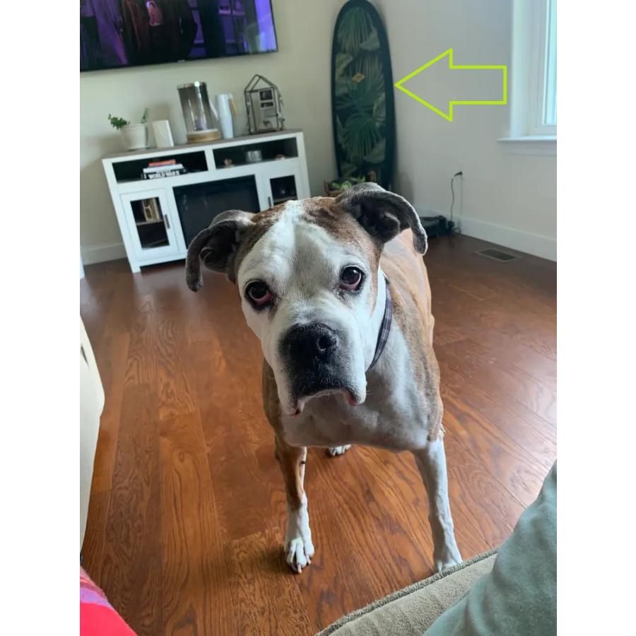 サーフボード カリフォルニアから直送 Made in USA Almond