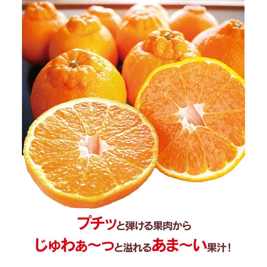 不知火 完熟 おでこちゃん 5kg 送料無料 ＜2025年1月下旬より出荷予定