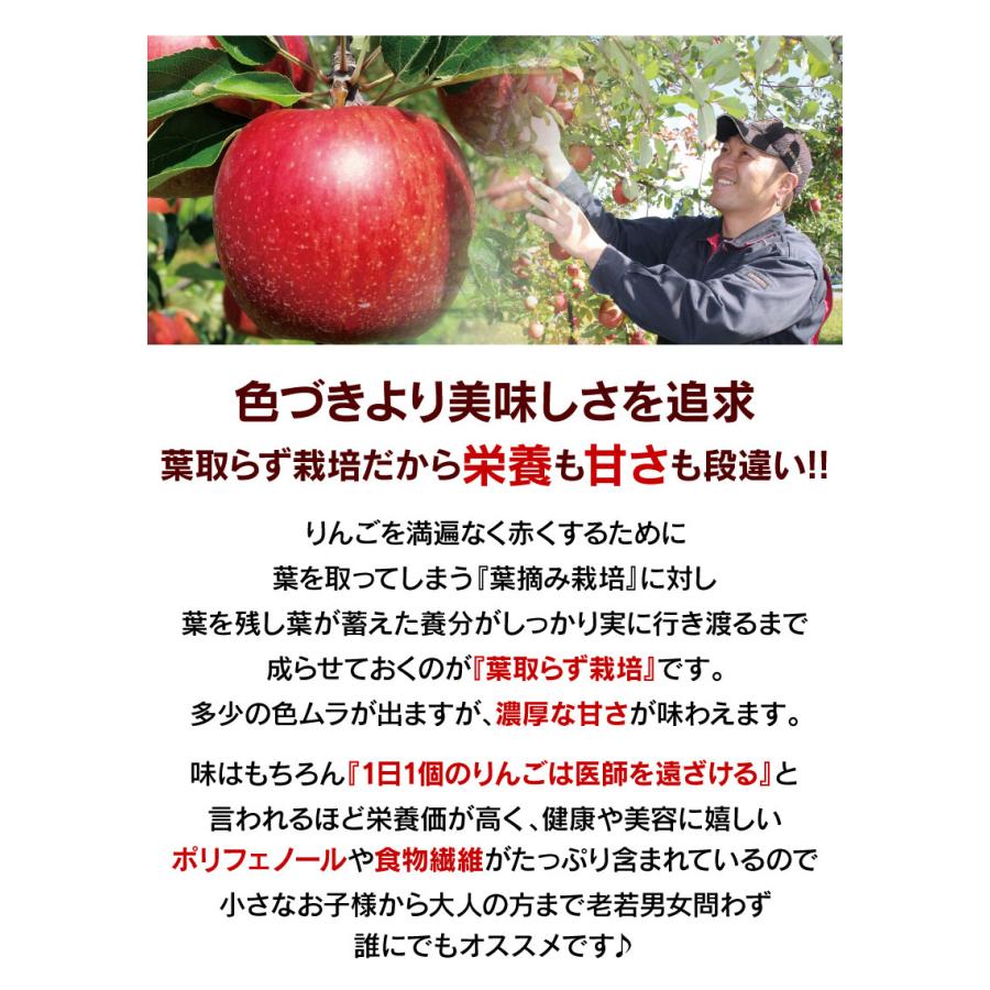 フルーツ 果物 青森 りんご つがる 4.5kg（14〜20玉入り）＜9月上旬より順次出荷＞ 葉取らず栽培 農家直送 送料無料 大嶌屋（おおしまや）｜oshimaya-1991｜06