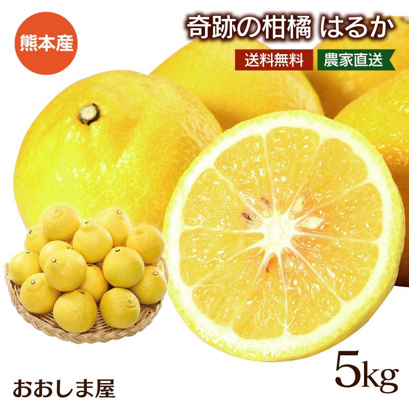 みかん はるか 5kg 送料無料 柑橘 農家直送 産地直送 日向夏 みかん はるか 5kg 送料無料 柑橘 農家直送 産地直送 日向夏