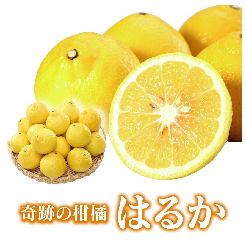 みかん はるか 5kg 送料無料 柑橘 農家直送 産地直送 日向夏 ＜2026年1