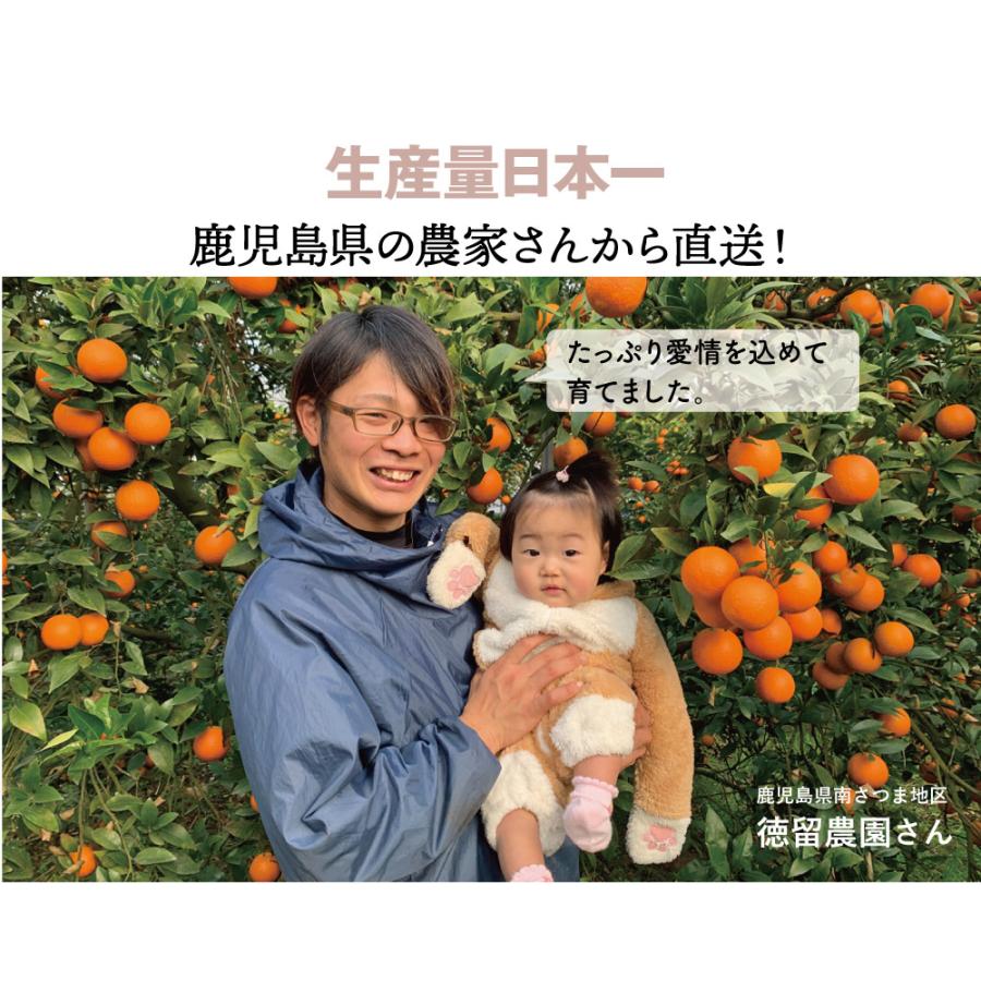 フルーツ 果物 たんかん 4kg 送料無料 <3月上旬より出荷 フルーツ 果物 たんかん 4kg 送料無料 <3月上旬より出荷