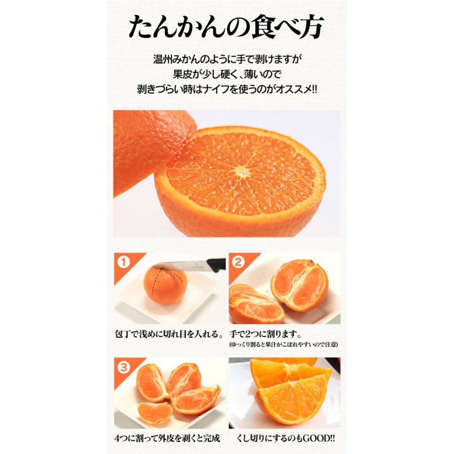 フルーツ 果物 たんかん 5kg 送料無料 3月上旬より出荷 みかん 鹿児島 農家直送 低農薬 タンカン 大嶌屋 おおしまや おいしさ直送 熊本おおしま屋 通販 Yahoo ショッピング