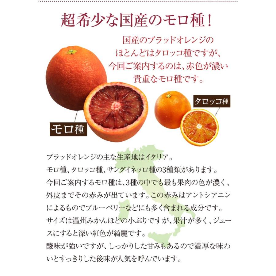 ブラッドオレンジ モロ種 送料無料 国産 熊本 3kg 大小混合 ＜2025年2