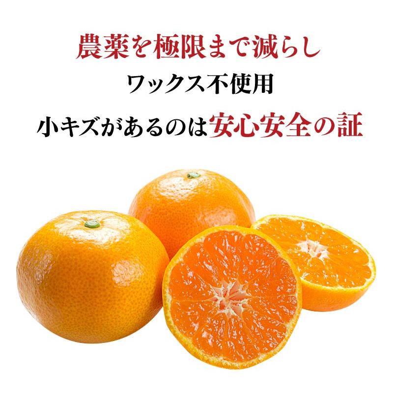 【初回限定】極早生温州みかん ＜10月上旬より出荷＞ 2.5kg ( 20-30玉前後 )  ＜ご自宅用 ご注文者様のみにお届け＞大嶌屋（おおしまや）｜oshimaya-1991｜08