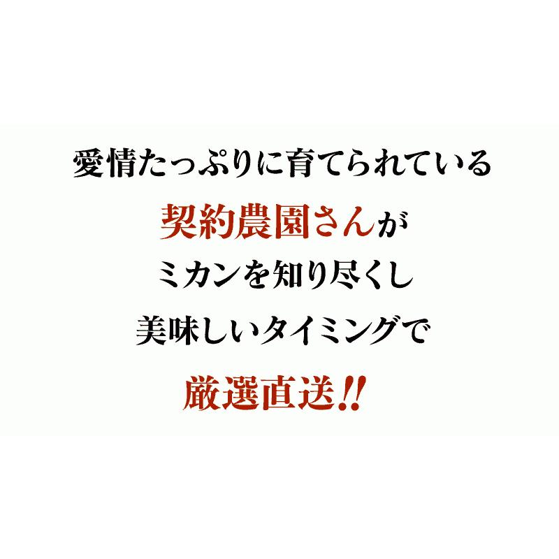 【初回限定】 みかん 2.5kg 送料無料 2S〜2L( 20-30玉前後 )  ＜11月上旬から12月中旬まで出荷＞  温州みかん  果物 大嶌屋（おおしまや）｜oshimaya-1991｜06