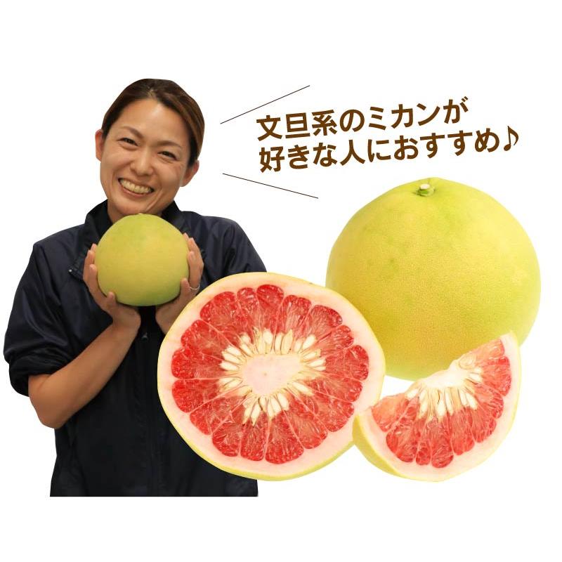 大玉文旦赤系・紅まどか2種　約15キロ ファーストクイーン 2玉入り 送料無料（約2.4kg） 文旦 農家直送