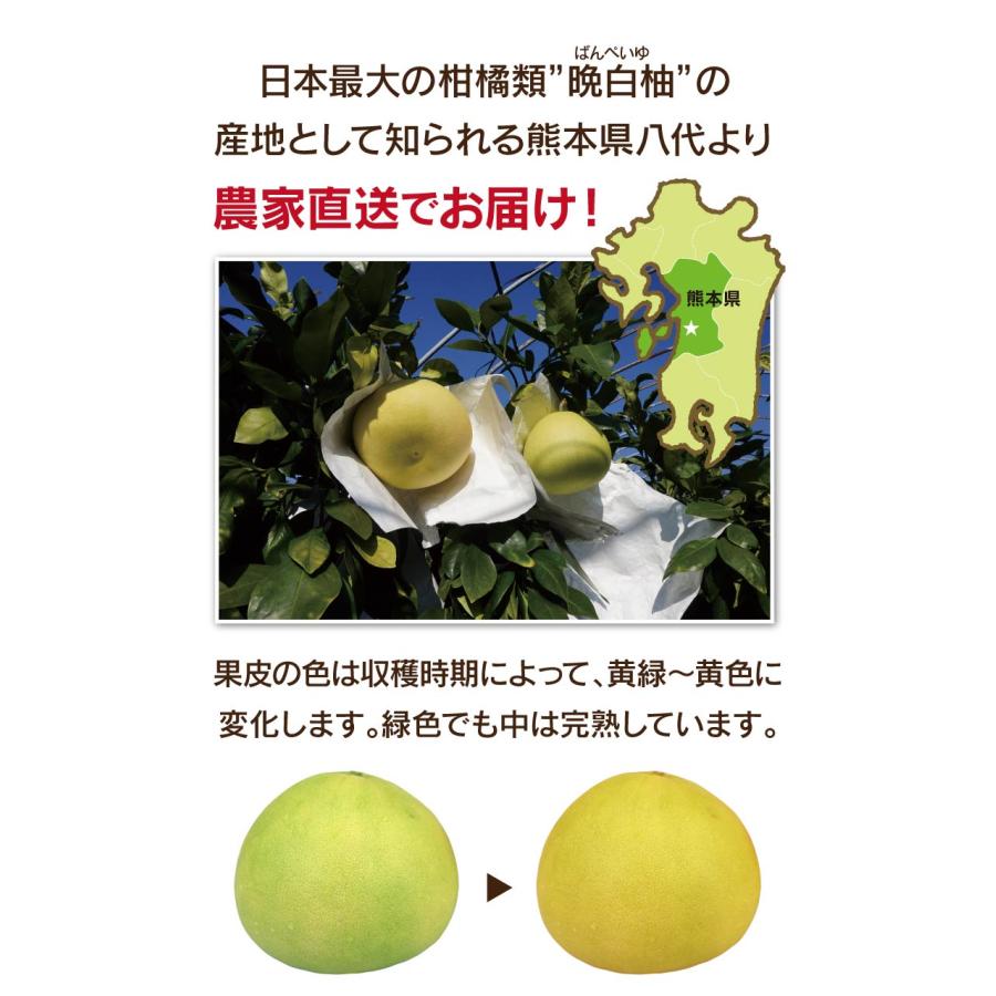 ファーストクイーン 2玉入り 送料無料（約2.4kg） 文旦 農家直送
