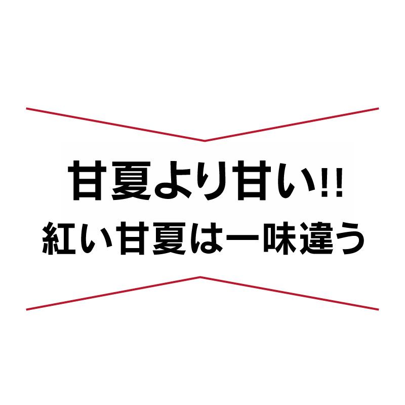 甘夏 あまなつ みかん 7kg 農家直送 ＜2月上旬より順次出荷＞ 送料無料 熊本県産 果物 フルーツ 大嶌屋（おおしまや）｜oshimaya-1991｜02