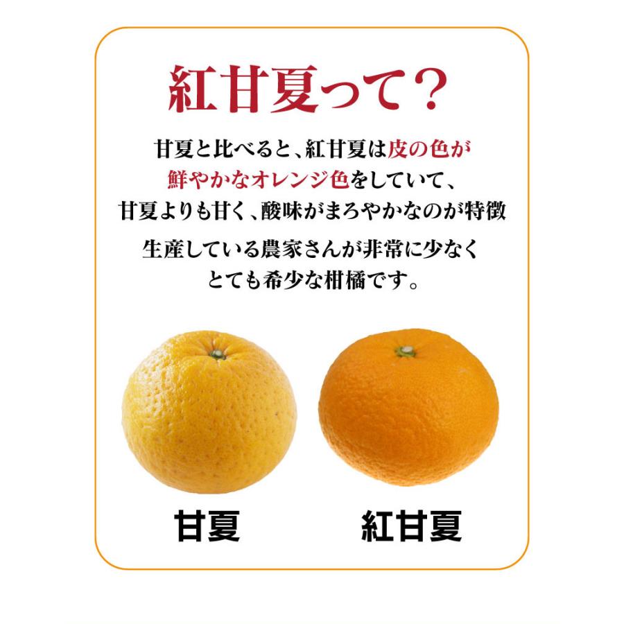 甘夏 あまなつ みかん 7kg 農家直送 ＜2月上旬より順次出荷＞ 送料無料 熊本県産 果物 フルーツ 大嶌屋（おおしまや）｜oshimaya-1991｜06