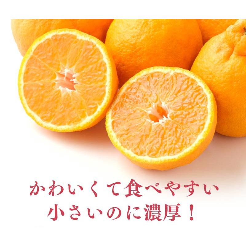 小玉 不知火 完熟 おでこちゃん 4kg 送料無料 デコポン と同品種