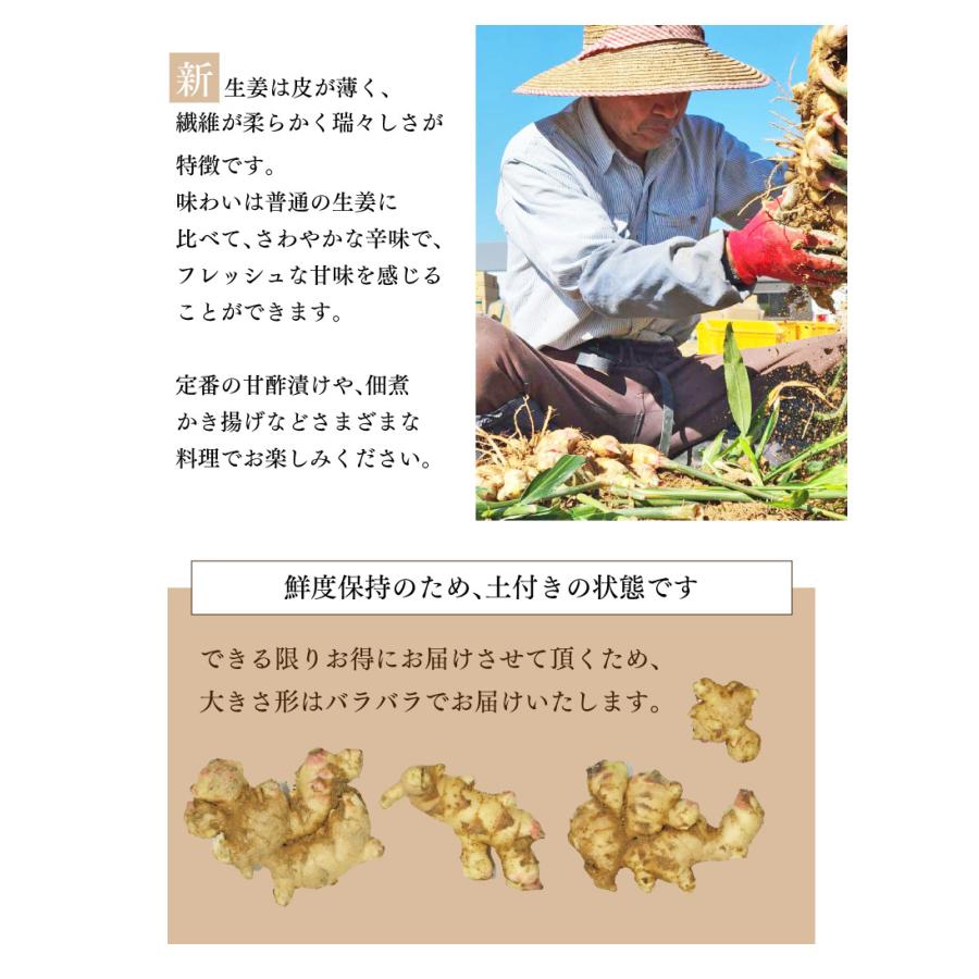 新生姜 1kg 送料無料 生姜 ショウガ しょうが 掘り立て 産地直送 農家直送 国産 野菜 食品 グルメ 大嶌屋（おおしまや）｜oshimaya-1991｜03