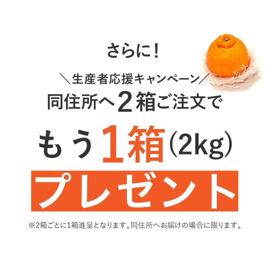 訳あり不知火おでこちゃん 2kg 送料無料 【同住所に2箱以上で 訳あり不知火おでこちゃん 2kg 送料無料 【同住所に2箱以上で