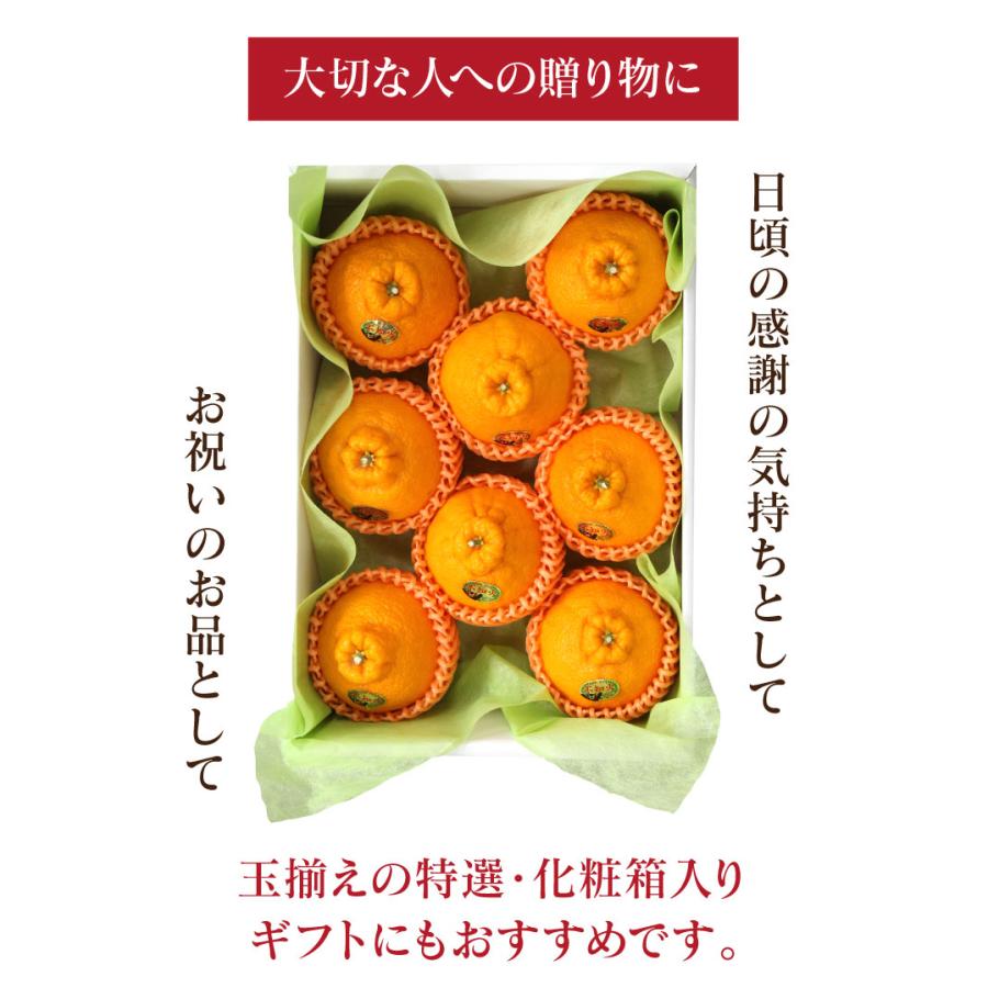 不知火 完熟 おでこちゃん ＜極み＞ 約3kg 送料無料 ＜2026年2月中旬