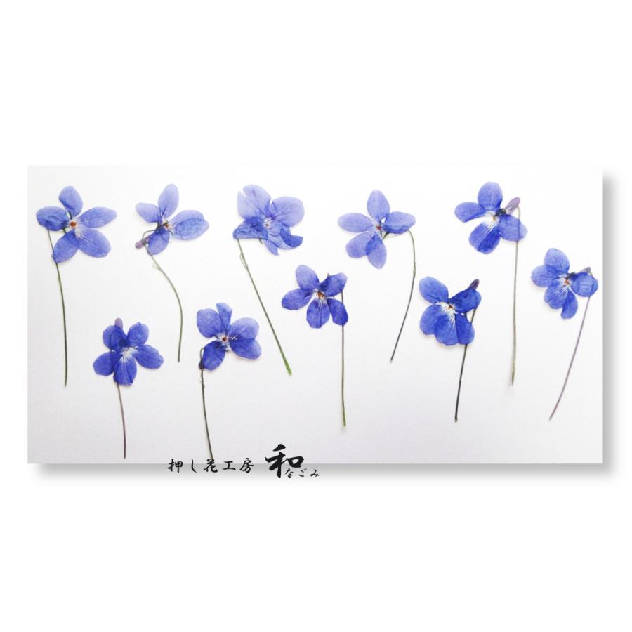 押し花材料 スミレ 紫色 ギガランキングｊｐ