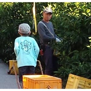 こだわり肥料で育てた有田みかん（秀）　５ｋｇ【送料無料】 |  | 01