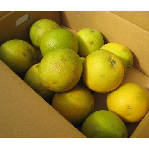 国産（有田産）バレンシアオレンジ 約3kg【送料無料】 : みかん農家