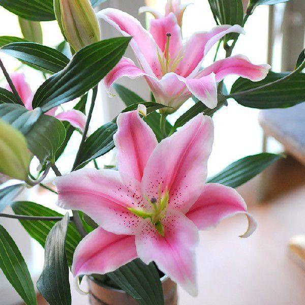 即日発送 お供え お悔やみ 仏花 供花 花 お彼岸 命日 1周忌 ピンクゆりの花束15輪 お墓参り 一周忌法要 法事 百合 ユリ 供養 Wantannas Go Id